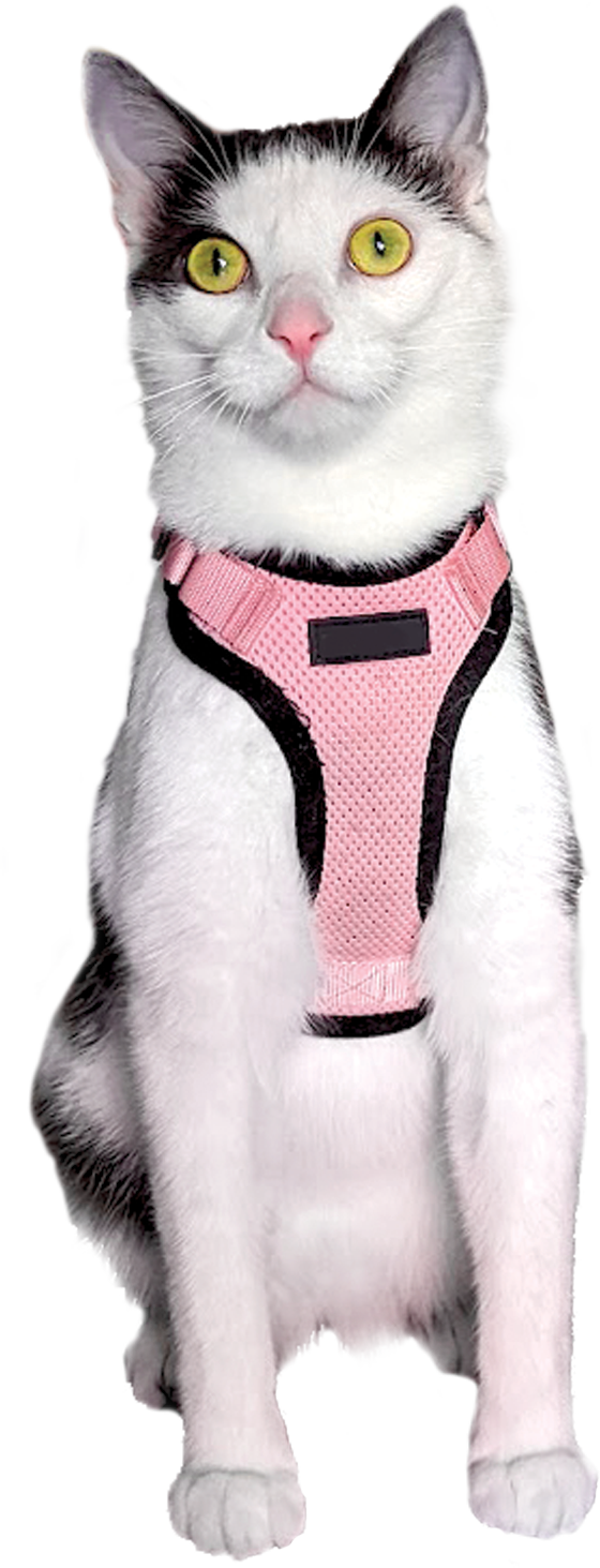 Chapeau sitting down, wearing his pink harness.